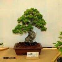 ECOJARDI 2014 026
