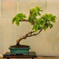 ECOJARDI 2014 035